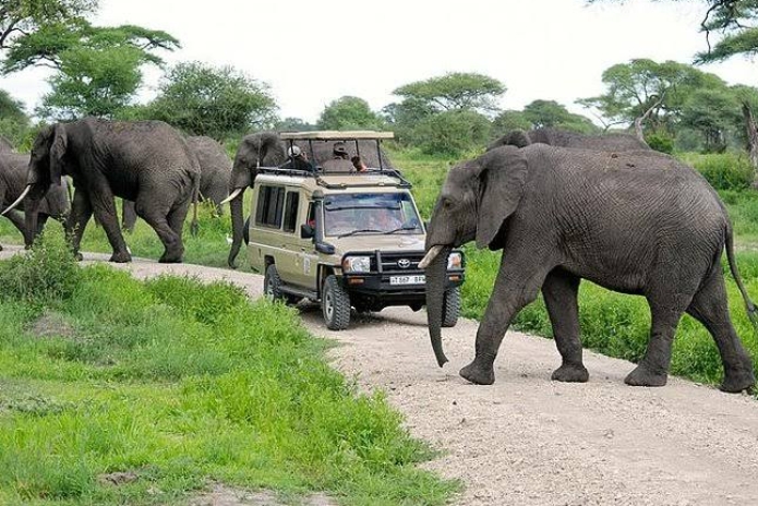  serengeti day trip from Mwanza | day trip to serengeti from Mwanza | 1 day Serengeti safari from Mwanza | Serengeti day trip from mwanza cost | best serengeti day trip from Mwanza | Mwanza to Serengeti | Serengeti day trip from Mwanza price