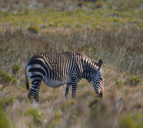 2 Days Tanzania Safari to Lake Manyara & Ngorongoro Crater | Kizza Adventures