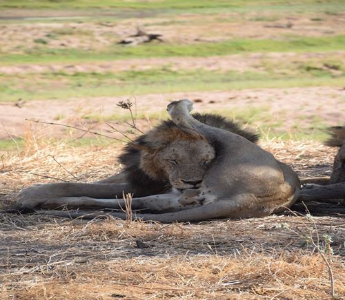 2 Days Tanzania Safari to Lake Manyara & Ngorongoro Crater | Kizza Adventures