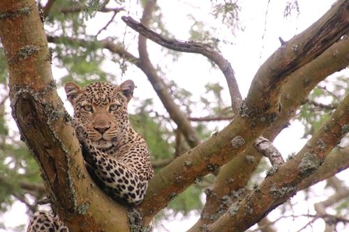 2 Days Tanzania Safari to Tarangire & Arusha National Parks-Kizza Adventures