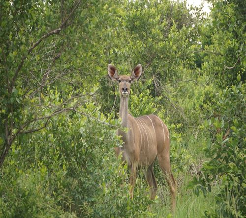 2 Days Tanzania Safari to Tarangire & Arusha National Parks-Kizza Adventures