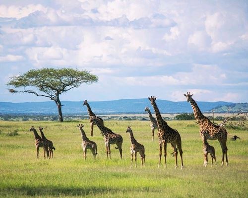 2 Days Tanzania Sharing / Group Joining Safari tour to Tarangire National Park & Ngorongoro Crater-Kizza Adventures