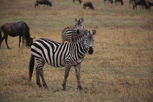 3 Days Tanzania safari to Arusha, Lake Manyara and Ngorongoro Crater-Kizza Adventures 