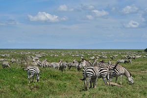 Ngorongoro crater day trip | Ngorongoro crater day trip itinerary | Ngorongoro crater day trip cost | Ngorongoro crater tour | Ngorongoro crater safari cost | Ngorongoro crater day trip from Arusha | Ngorongoro crater day trip price | Ngorongoro crater one day trip | is ngorongoro crater worth visiting | what is ngorongoro crater famous for | Ngorongoro crater day trip from Moshi | 2024 | 2025 | 2026