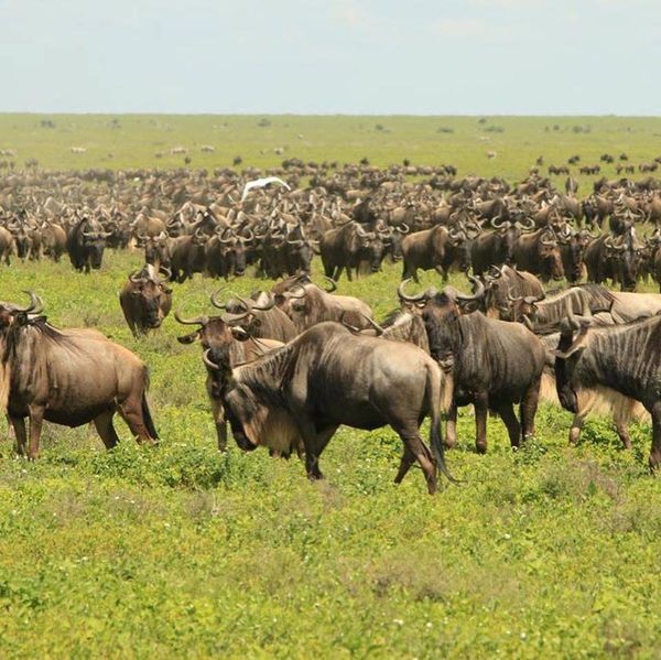 sharing safari | Tanzania sharing safari | 3 days tanzania sharing safari | 3 days Tanzania sharing safari cost | Tanzania sharing safari cost | 2024 | 2025 