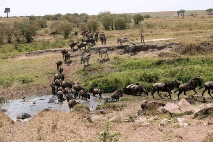 sharing safari | Tanzania sharing safari | 3 days tanzania sharing safari | 3 days Tanzania sharing safari cost | Tanzania sharing safari cost | 2024 | 2025 