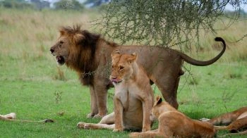 8 Days Tanzania and kenya Sharing Safari| Kizza Adventure