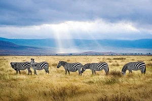 6 Days Tanzania and kenya safari| Kizza Adventure