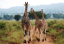 1 Day Tanzania sharing Safari