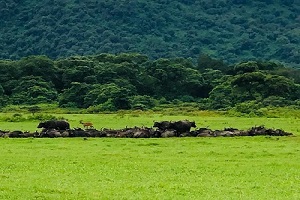 Arusha National Park Day trip | Day Trips from Arusha National Park | Arusha National Park Day Trips | Day Trip Arusha National Park | Arusha National Park Half Day tour | Arusha National Park One day Safari | 2023 | 2024 | 2025 | Kizza Adventures 