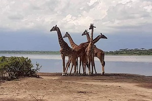 Arusha National Park Day trip | Day Trips from Arusha National Park | Arusha National Park Day Trips | Day Trip Arusha National Park | Arusha National Park Half Day tour | Arusha National Park One day Safari | 2023 | 2024 | 2025 | Kizza Adventures 