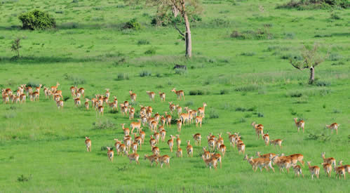 1 Day Tanzania sharing Safari