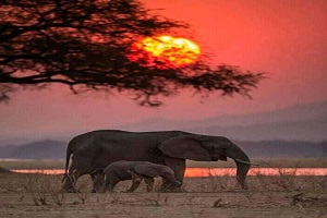 Lake Manyara National Park day trip tour|Kizza Adventures