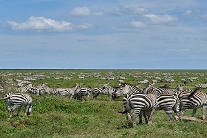 4 Day Tanzania safari | four day Tanzania safari | tanzania safari in 4 days | 4 days tanzania safari | 4-day Tanzania safari | 2023 | 2024 | 2025 | Kizza Adventures