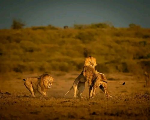 5 days Tanzania Safari to Manyara-Tarangire-Serengeti and Ngorongoro-Kizza Adventures