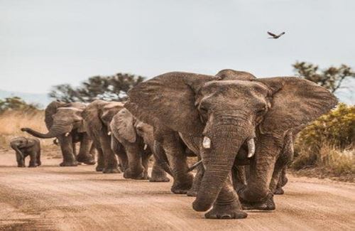 Tarangire National Park Day Trip | Tarangire National Park Day Trip Itinerary | Tarangire National Park Day Trip cost | Tarangire National Park Day Trip price | Tarangire National Park Day Trip from Moshi | Tarangire National Park Day Trip from Arusha 