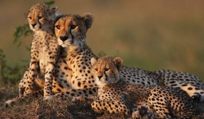 11 Days Wildlife Safari Honeymoon in Kenya and Tanzania.