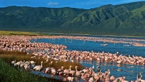 11 Days Wildlife Safari Honeymoon in Kenya and Tanzania.