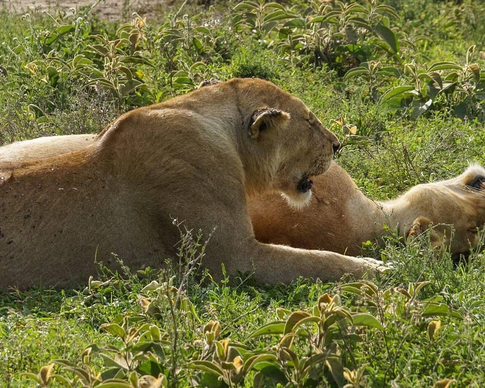  Day trip to mikumi national park from Dar es Salaam