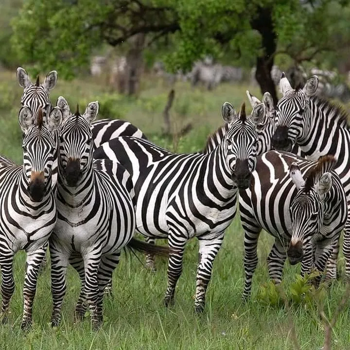 3 Days Tanzania Luxury Safari