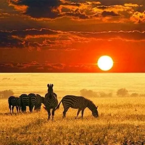 4 Days Tanzania Luxury Safari