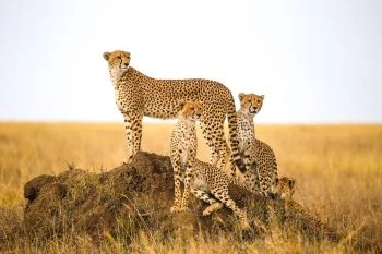 11 Days Wildlife Safari Honeymoon in Kenya and Tanzania.