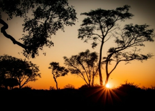 Serengeti safari image.