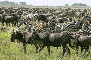 1 Day Tanzania safari | one day Tanzania safari | tanzania safari in one day | tanzania safari day trip | 2024 | 2025 | 2026 | Kizza Adventures