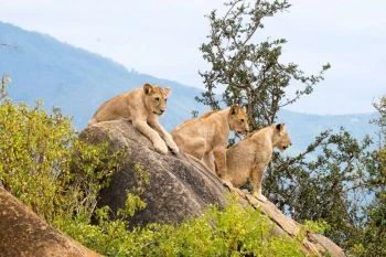 8 Days Tanzania and kenya Sharing Safari| 2025 | 2026 | 2027 | Kizza Adventures